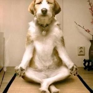 Meet your Posher, Zane